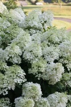 Bobo Hydrangea - 3 Gallon Pot -Garden Plants hydrangea paniculata bobo 3