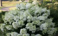Bobo Hydrangea - 3 Gallon Pot -Garden Plants hydrangea paniculata bobo 4