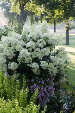 Bobo Hydrangea - 3 Gallon Pot -Garden Plants hydrangea paniculata bobo 5