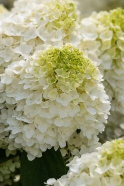Little Hottie Hydrangea - 2.5 Gallon Pot 10 Little Hottie Hydrangea - 2.5 Gallon Pot -Garden Plants hydrangea paniculata little hottie 1