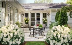 Little Hottie Hydrangea - 3 Gallon Pot 11 Little Hottie Hydrangea - 3 Gallon Pot -Garden Plants hydrangea paniculata little hottie 7 1