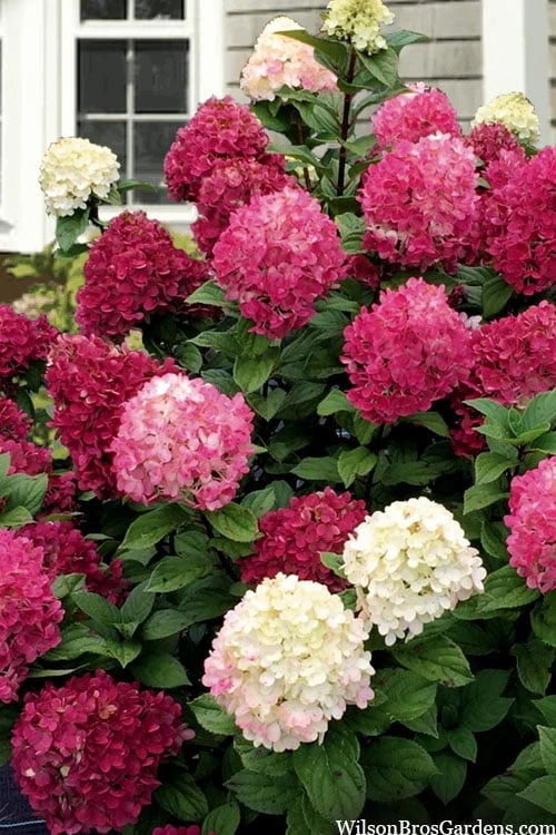 Little Lime Punch Hydrangea - 3 Gallon Pot 1 Little Lime Punch Hydrangea - 3 Gallon Pot