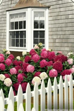 Little Lime Punch Hydrangea - 3 Gallon Pot 8 Little Lime Punch Hydrangea - 3 Gallon Pot -Garden Plants hydrangea paniculata little lime punch 2