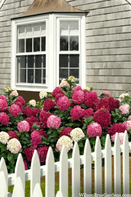 Little Lime Punch Hydrangea - 3 Gallon Pot 4 Little Lime Punch Hydrangea - 3 Gallon Pot - Image 4