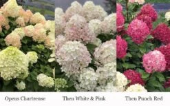 Little Lime Punch Hydrangea - 3 Gallon Pot 9 Little Lime Punch Hydrangea - 3 Gallon Pot -Garden Plants hydrangea paniculata little lime punch 3