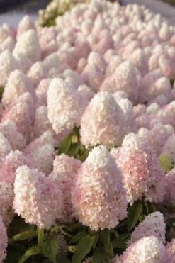 Sweet Summer Panicle Hydrangea - 3 Gallon Pot -Garden Plants hydrangea paniculata sweet summer 1