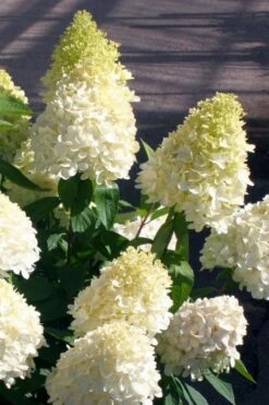 Sweet Summer Panicle Hydrangea - 3 Gallon Pot -Garden Plants hydrangea paniculata sweet summer 2