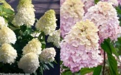 Sweet Summer Panicle Hydrangea - 3 Gallon Pot -Garden Plants hydrangea paniculata sweet summer 7