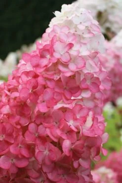Vanilla Strawberry Hydrangea - 1 Gallon Pot -Garden Plants hydrangea paniculata vanilla strawberry 20