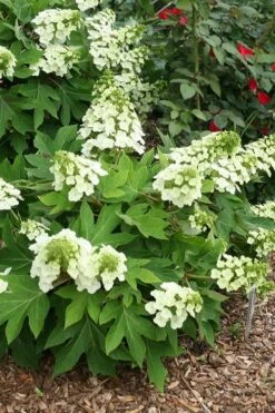 Pee Wee Dwarf Oakleaf Hydrangea - 3 Gallon Pot -Garden Plants hydrangea quercifolia pee wee oakleaf 1 1