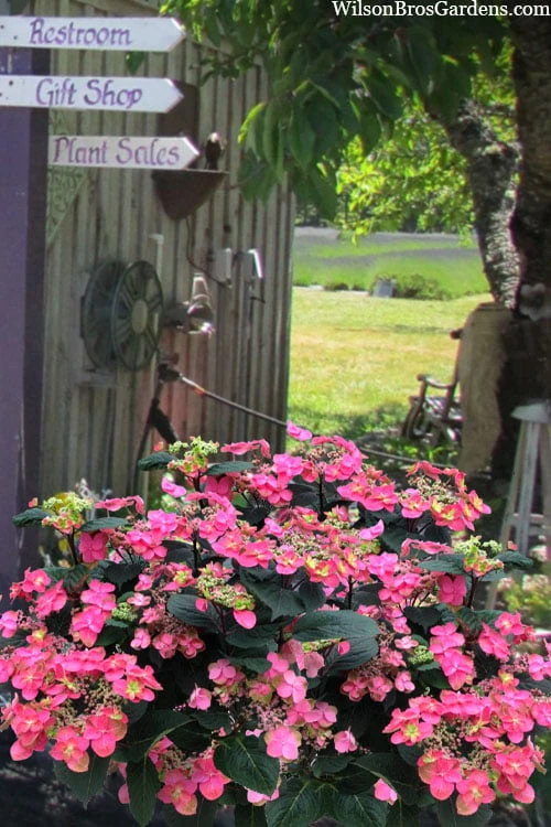 Tuff Stuff Red Mountain Hydrangea - 3 Gallon Pot 1 Tuff Stuff Red Mountain Hydrangea - 3 Gallon Pot