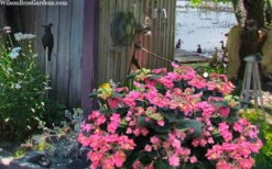 Tuff Stuff Red Mountain Hydrangea - 3 Gallon Pot 9 Tuff Stuff Red Mountain Hydrangea - 3 Gallon Pot -Garden Plants hydrangea serrata tuff stuff red mountain 4