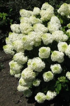 Silver Dollar Hydrangea - 1 Gallon Pot