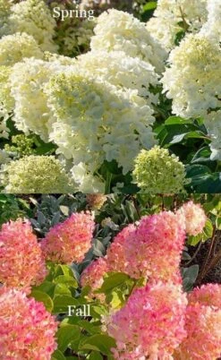 Silver Dollar Hydrangea - 1 Gallon Pot -Garden Plants hydrangea silver dollar 4