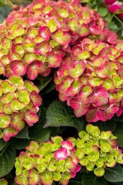 Tilt-A-Swirl Hydrangea - 3 Gallon Pot -Garden Plants hydrangea tilt a whirl 500x750 1