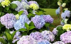 Dear Dolores Hydrangea - 2 Gallon Pot -Garden Plants hydrangea20dear20delores