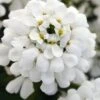 Snowsation Candytuft - 1 Gallon Pot