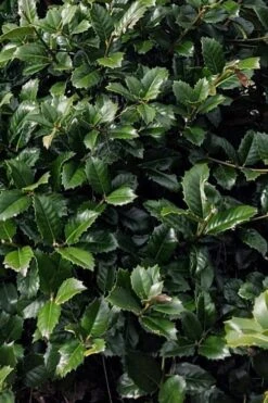 Emily Bruner Pyramidal Holly - 7 Gallon Pot (4-5') -Garden Plants ilex emily bruner holly tree 104