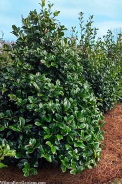 Emily Bruner Pyramidal Holly - 7 Gallon Pot (4-5') -Garden Plants ilex emily bruner holly tree 105