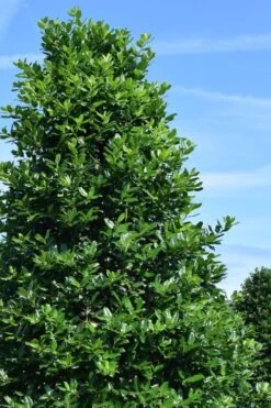 Nellie R. Stevens Holly - 3 Gallon Pot 10 Nellie R. Stevens Holly - 3 Gallon Pot -Garden Plants ilex nellie r stephens holly tree 1