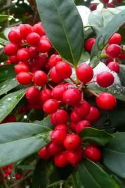 Nellie R. Stevens Holly - 3 Gallon Pot 11 Nellie R. Stevens Holly - 3 Gallon Pot -Garden Plants ilex nellie r stevens holly tree berries 11