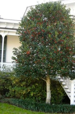 Nellie R. Stevens Holly - 3 Gallon Pot 12 Nellie R. Stevens Holly - 3 Gallon Pot -Garden Plants ilex nellie r stevens holly tree berries tree 12