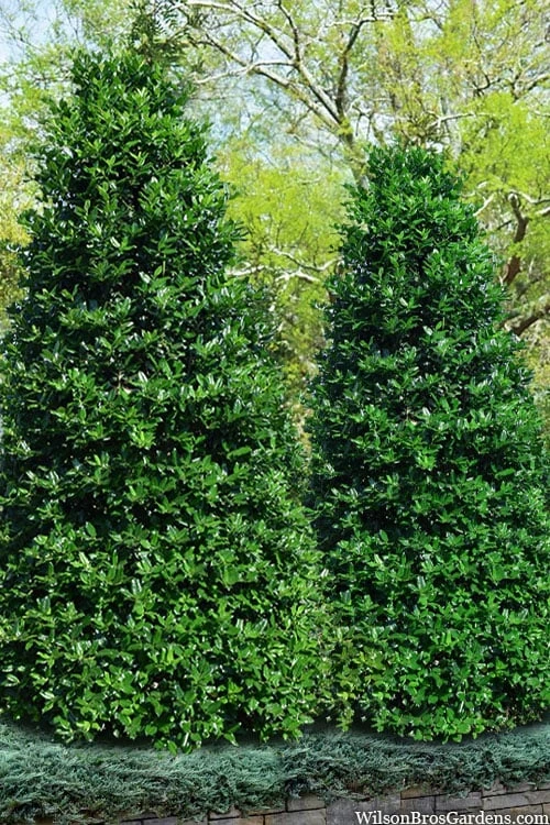 Nellie R. Stevens Holly - 3 Gallon Pot 1 Nellie R. Stevens Holly - 3 Gallon Pot