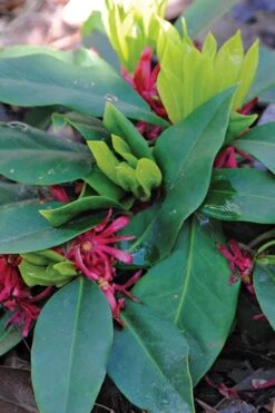 Swamp Hobbit Florida Anise (Illicium Floridanum) - 3 Gallon Pot 11 Swamp Hobbit Florida Anise (Illicium Floridanum) - 3 Gallon Pot -Garden Plants illicium floridanum swamp hobbit florida anise 1