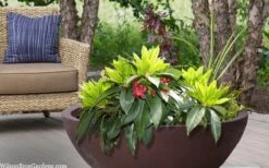 Swamp Hobbit Florida Anise (Illicium Floridanum) - 3 Gallon Pot 13 Swamp Hobbit Florida Anise (Illicium Floridanum) - 3 Gallon Pot -Garden Plants illicium floridanum swamp hobbit florida anise 3