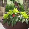 Swamp Hobbit Florida Anise (Illicium Floridanum) - 3 Gallon Pot