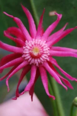 Woodland Ruby Anise (Illicium) - 3 Gallon Pot 14 Woodland Ruby Anise (Illicium) - 3 Gallon Pot -Garden Plants illicium floridanum woodland ruby florida anise 11