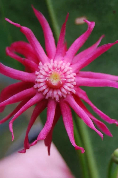 Woodland Ruby Anise (Illicium) - 3 Gallon Pot 7 Woodland Ruby Anise (Illicium) - 3 Gallon Pot - Image 7