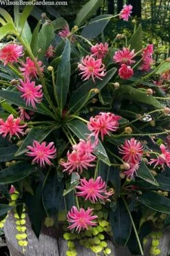 Woodland Ruby Anise (Illicium) - 3 Gallon Pot 12 Woodland Ruby Anise (Illicium) - 3 Gallon Pot -Garden Plants illicium floridanum woodland ruby florida anise 13