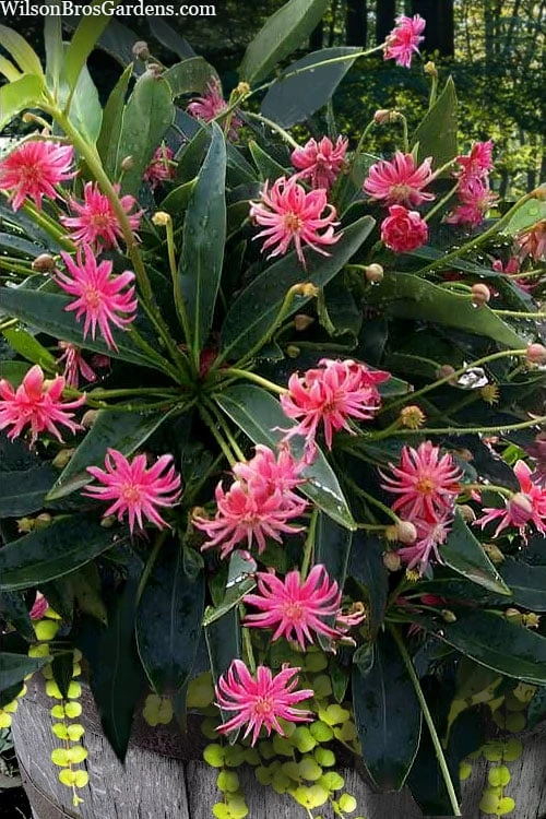 Woodland Ruby Anise (Illicium) - 3 Gallon Pot 5 Woodland Ruby Anise (Illicium) - 3 Gallon Pot - Image 5