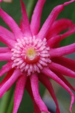 Woodland Ruby Anise (Illicium) - 3 Gallon Pot 15 Woodland Ruby Anise (Illicium) - 3 Gallon Pot -Garden Plants illicium sfloridanum woodland ruby florida anise 10