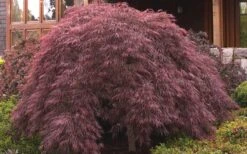 Crimson Queen Dwarf Japanese Maple - 5 Gallon Pot -Garden Plants ja panese Maple Crimson Queen 50 1