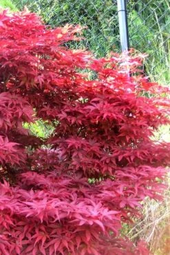 Fireglow Red Leaf Japanese Maple - 5 Gallon Pot (4-4.5') 13 Fireglow Red Leaf Japanese Maple - 5 Gallon Pot (4-4.5') -Garden Plants japanese maple fireglow 11 1