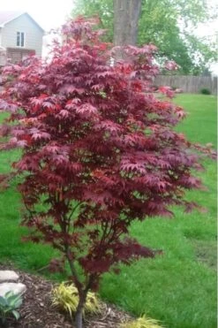 Fireglow Red Leaf Japanese Maple - 1 Gallon Pot 12 Fireglow Red Leaf Japanese Maple - 1 Gallon Pot -Garden Plants japanese maple fireglow 12 2
