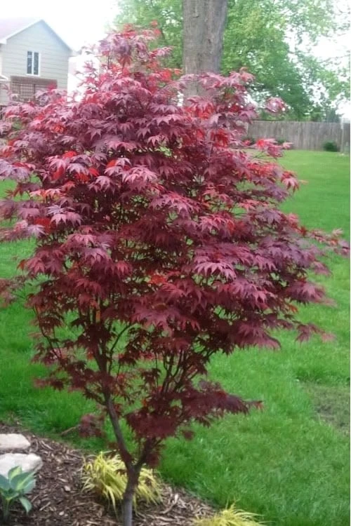 Fireglow Red Leaf Japanese Maple - 1 Gallon Pot 5 Fireglow Red Leaf Japanese Maple - 1 Gallon Pot - Image 5
