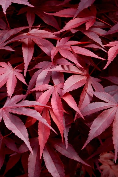 Fireglow Red Leaf Japanese Maple - 5 Gallon Pot (4-4.5') 1 Fireglow Red Leaf Japanese Maple - 5 Gallon Pot (4-4.5')