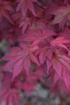 Skeeter's Broom Japanese Maple - 1 Gallon Pot 12 Skeeter's Broom Japanese Maple - 1 Gallon Pot -Garden Plants japanese maple skeeters broom 8