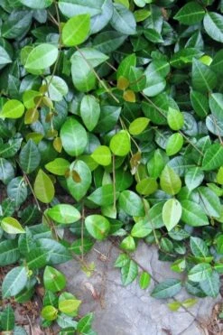 Asian Jasmine - Asiatic Jasmine - 6 Pack Of Pint Pots -Garden Plants jasmine asian 10