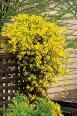 Carolina Yellow Jasmine (Jessamine) Gelsemium Sempervirens - 3 Gallon Pot -Garden Plants jasmine carolina 21 1