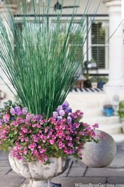 Elk's Blue California Gray Rush (Juncus Patens) - 1 Gallon Pot -Garden Plants juncus inflexus blue arrows rush 23