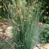 Elk's Blue California Gray Rush (Juncus Patens) - 1 Gallon Pot