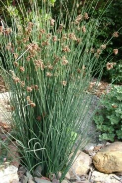 Elk's Blue California Gray Rush (Juncus Patens) - 1 Gallon Pot -Garden Plants juncus patens elk blue california rush 9