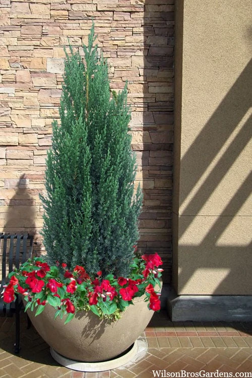 Blue Point Juniper - 3 Gallon Pot 4 Blue Point Juniper - 3 Gallon Pot - Image 4