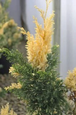 Variegated Hollywood Juniper - 1 Gallon Pot -Garden Plants juniperus chinensis torulosa variegata 3