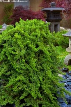 Staked Green Mound Japanese Garden Juniper - 5 Gallon Pot -Garden Plants juniperus procumbens nana green mound japanese garden juniper staked topiary 1