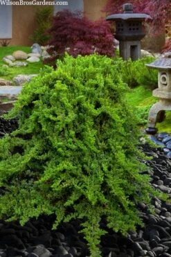 Staked Green Mound Japanese Garden Juniper - 5 Gallon Pot -Garden Plants juniperus procumbens nana green mound japanese garden juniper staked topiary 5